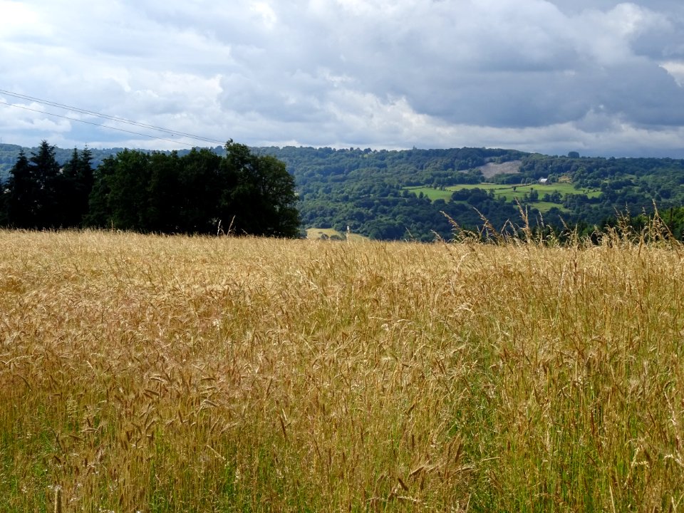 Champ de seigle, vers Boissières, Cantal 