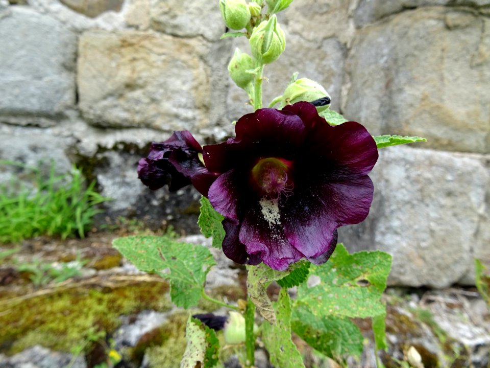 Rose trémière noire, Alcea rosea nigra, Malvacées 