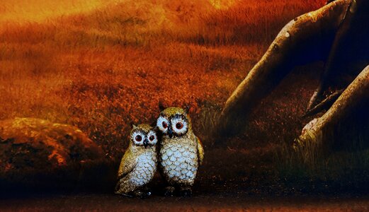 Cute figures nocturnal