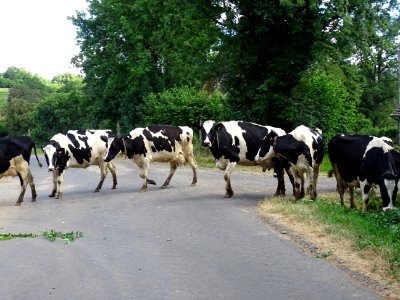A Bellières, un troupeau de vaches envahit la route pour m… 