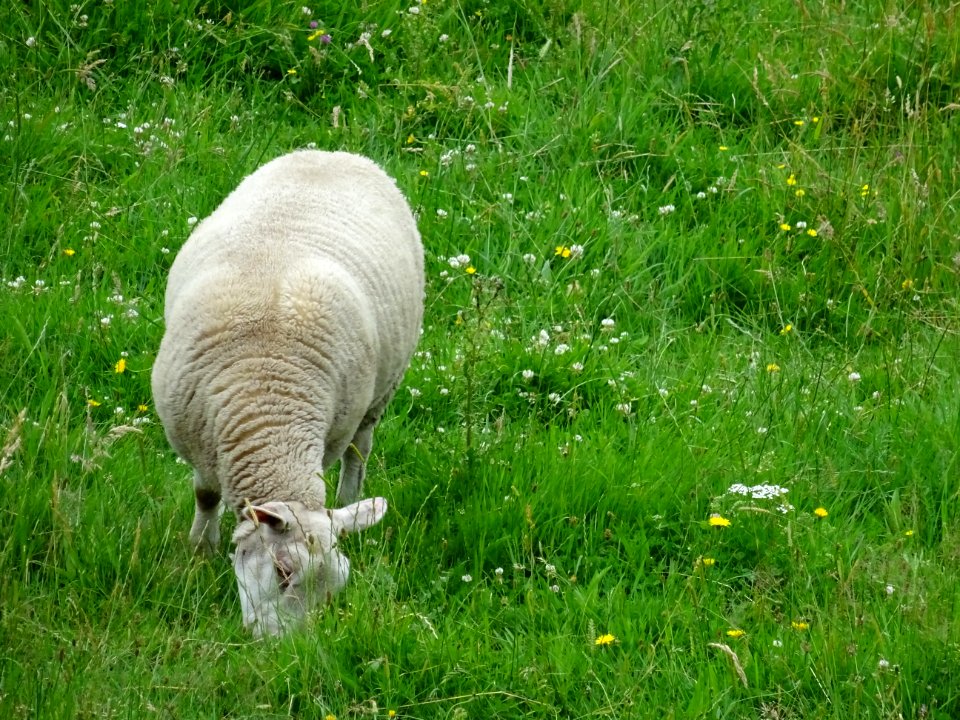 Un mouton 
