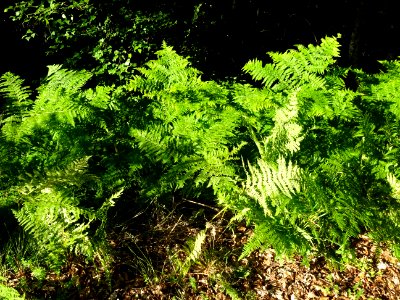 La lumière du soir explose dans les frondes des fougères 