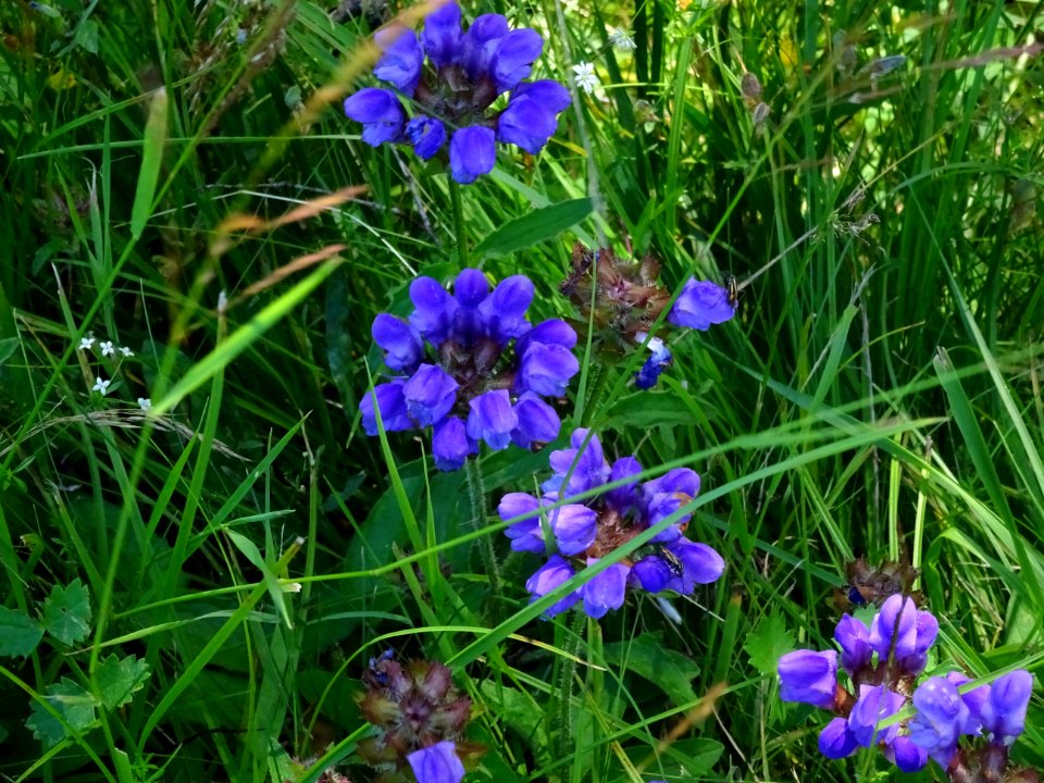 Brunelle à grandes fleurs, Prunella grandiflora, Lamiacées… 