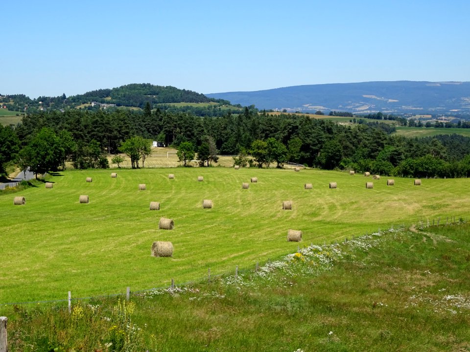 Bottes de foin roulées, Cantal 