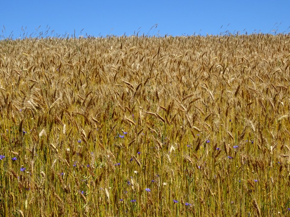Champ de blé et de bleuets 
