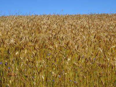 Champ de blé et de bleuets 