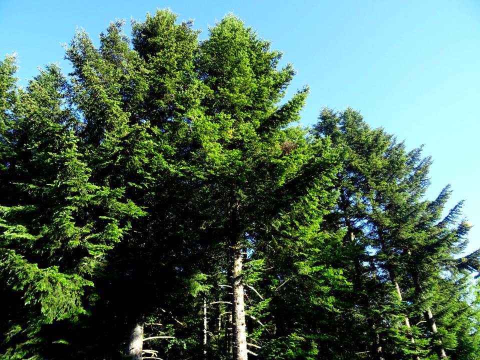 Sapins dans la forêt de la Margeride, Cantal 