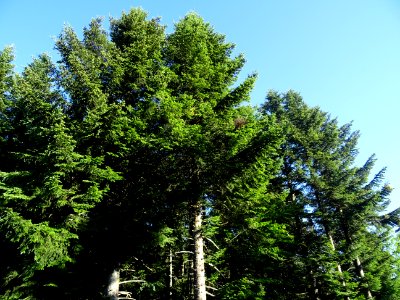 Sapins dans la forêt de la Margeride, Cantal 