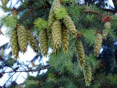 Sapin de Douglas, Pseudotsuga menziesii, Pinacées, près de… 