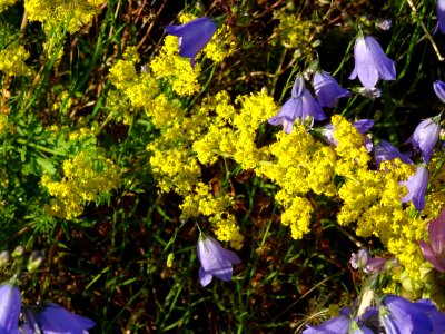 Campanules violettes et Gaillet jaune ou Caille-lait jaune… 