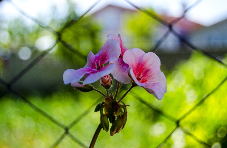 Garden green flowers