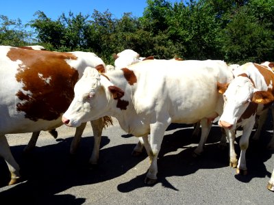 Troupeau de vaches, au niveau du hameau du Fayet, près de … 