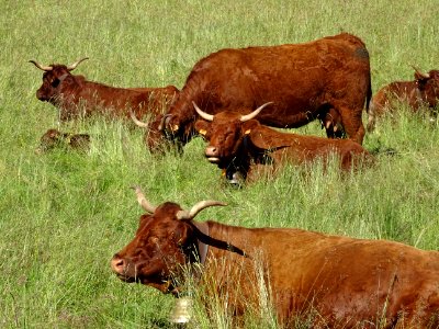 Des vaches de race Salers, au col du Baladour, Cantal 