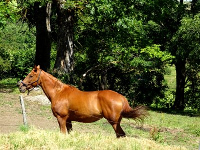 Un beau cheval 