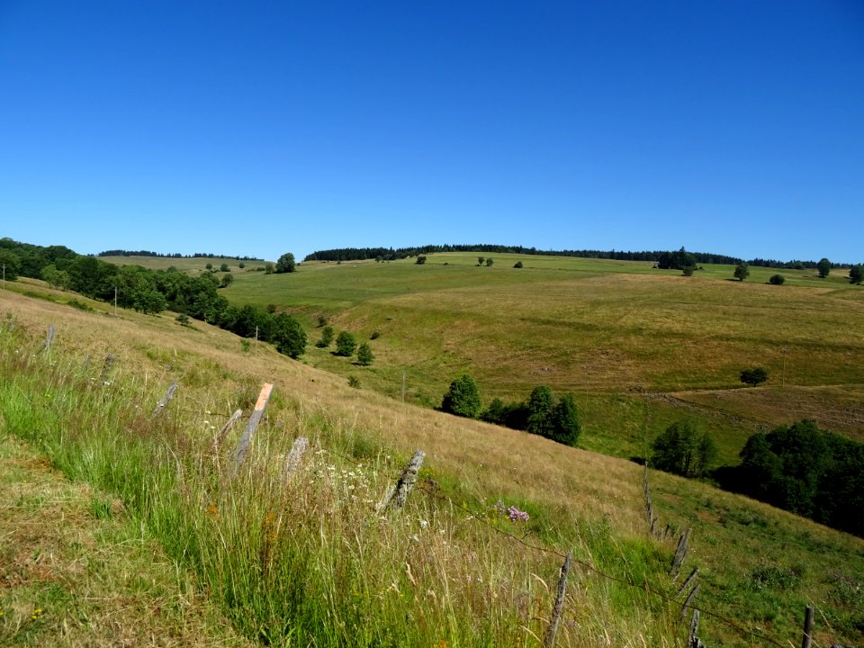 Grandes étendues herbeuses en montant au nord d'Allanche v… 