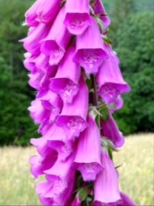Grande digitale ou digitale pourpre, Digitalis purpurea, S… 
