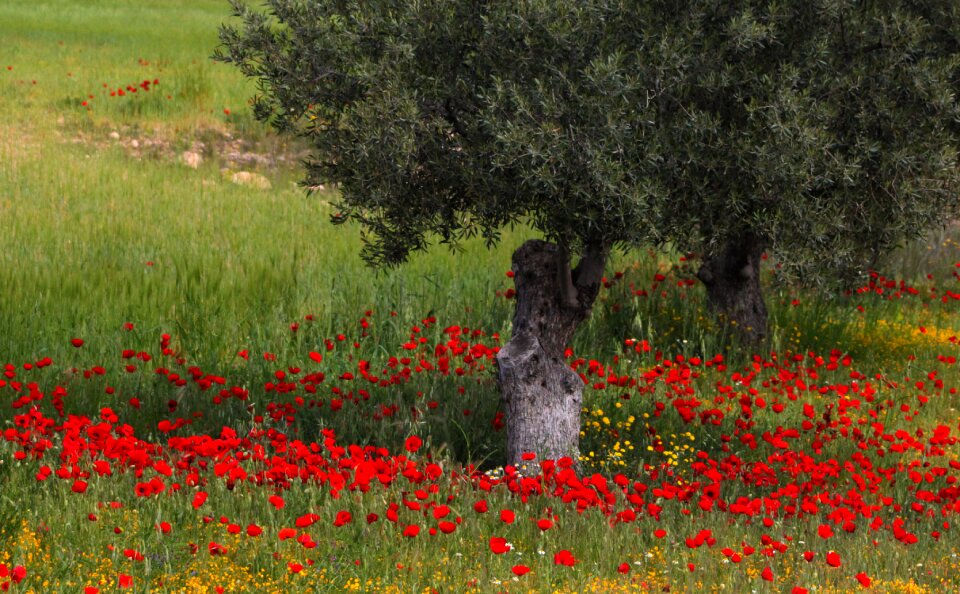 Red nature spring