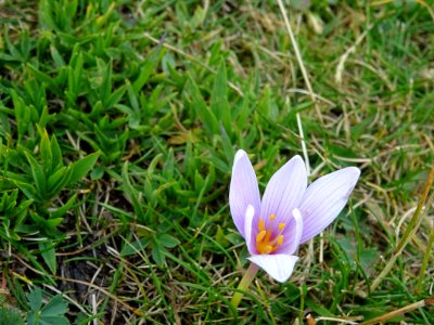 Colchique des Alpes, Colchicum alpinum, Liliacées 