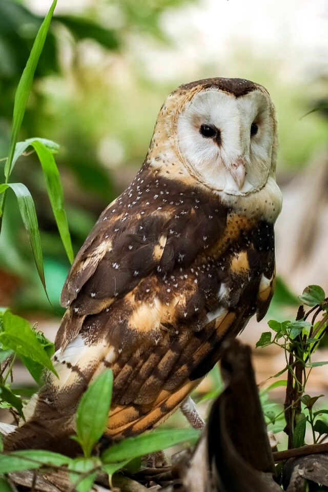 Bird animal grass