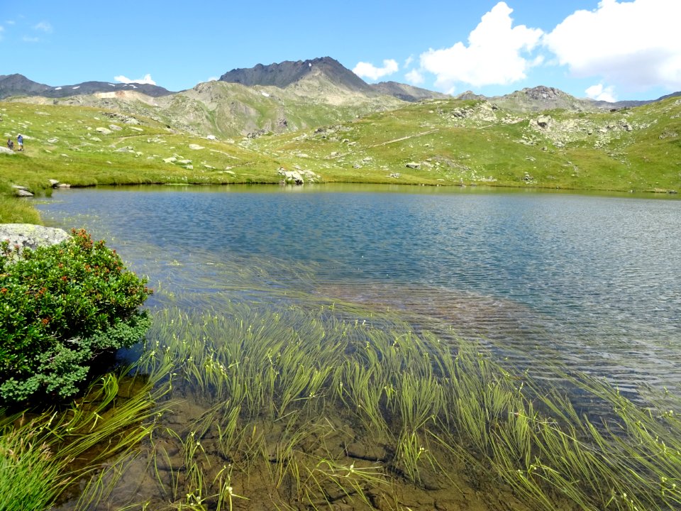 Algues dans le lac Long 