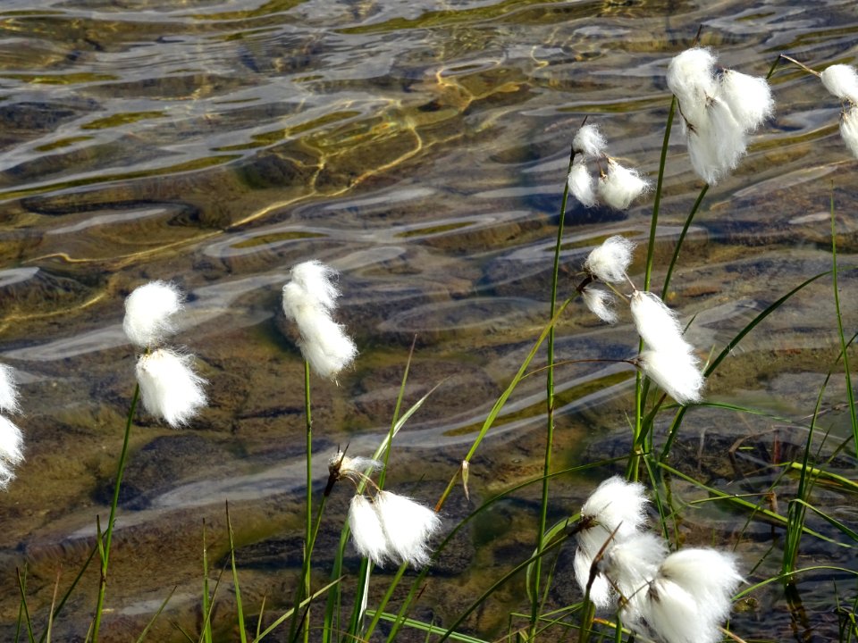 Linaigrette des Alpes, Trichophorum alpinum, Cypéracées 