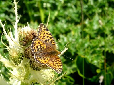 Un beau papillon: Un Grand nacré, Argynnis aglaja ou un Mo… 