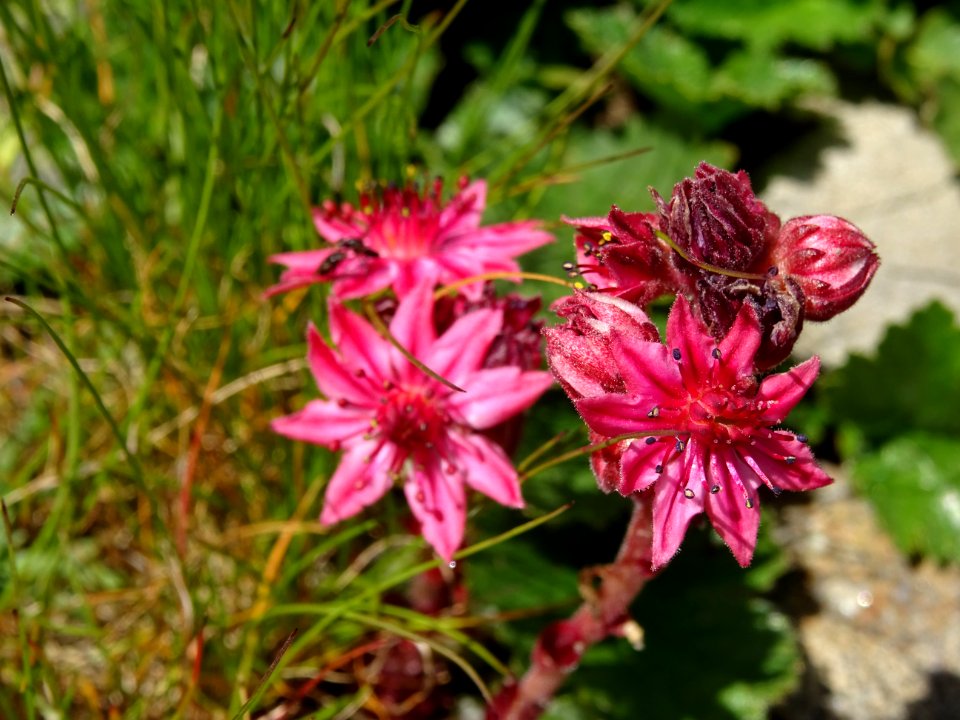 Joubarbe des montagnes, Sempervivum montanum, Crassulacées… 