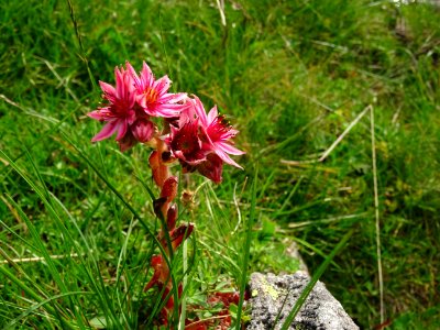 Joubarbe des montagnes Sempervivum montanum, Crassulacées 