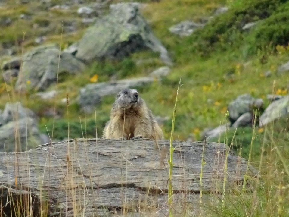 La même marmotte sous son autre profil ! 