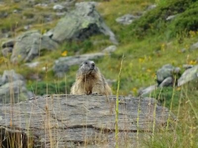 La même marmotte sous son autre profil ! 
