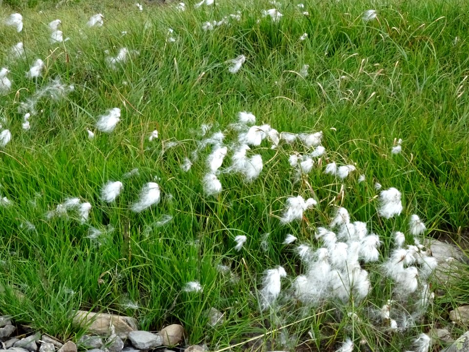 Linaigrette des Alpes, Trichophorum alpinum, Cypéracées 