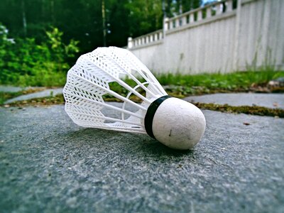 Feather game summer species