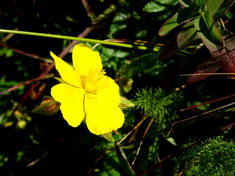 Hélianthème alpestre, Helianthemum alpestre, Cistacées 