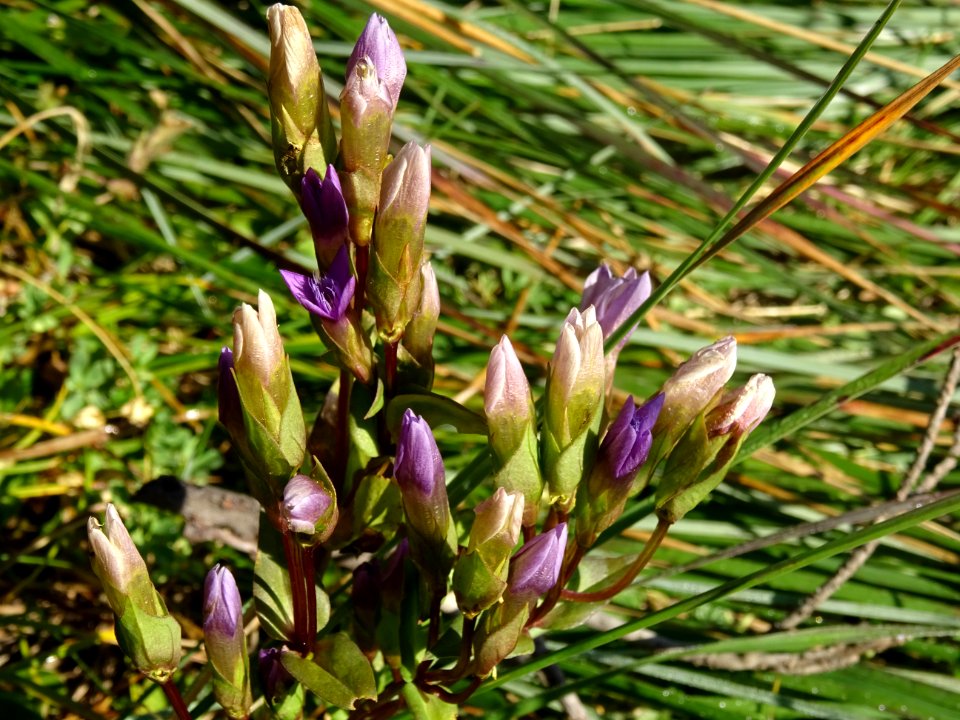 Gentiane champêtre, Gentianella campestris, Gentianacées 