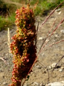 Oseille des Alpes, Rumex alpinus, Polygonacées 