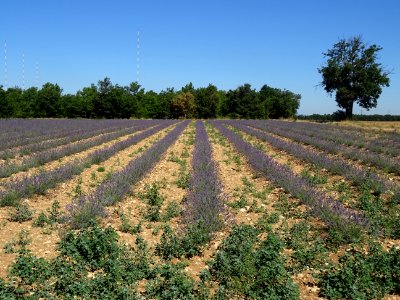 Champ de lavande, Plateau de Valensole, après Moustiers-Sa… 