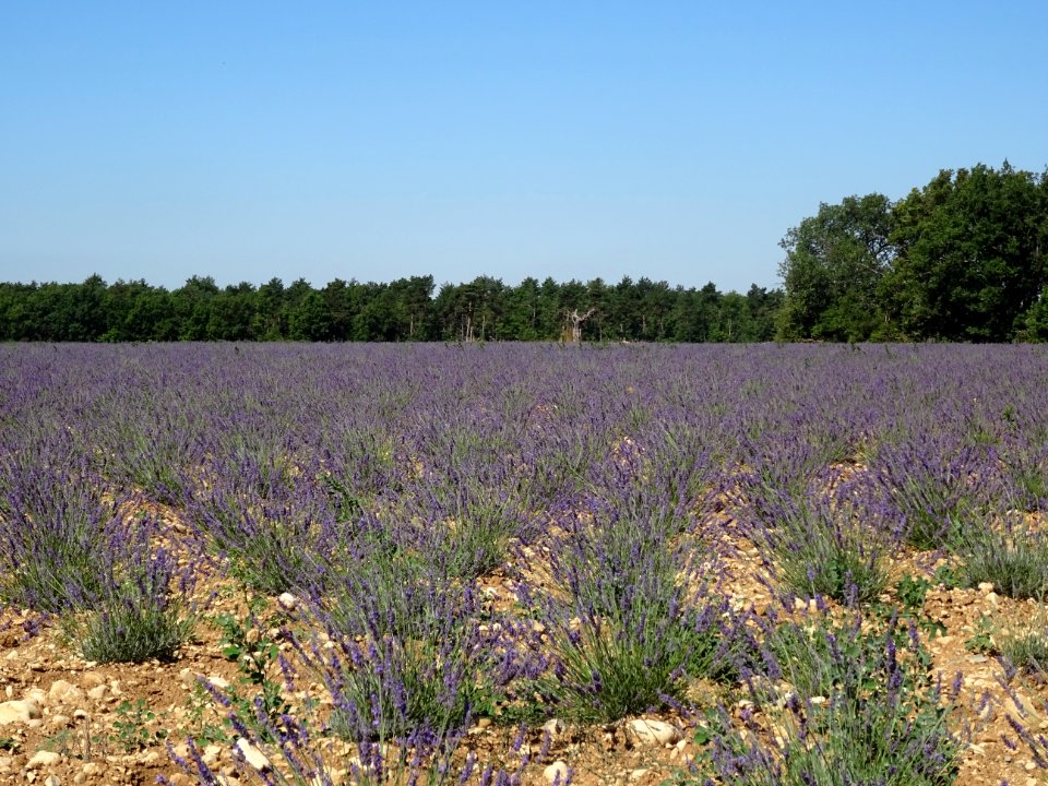 Champ de lavande, Plateau de Valensole, après Moustiers-Sa… 