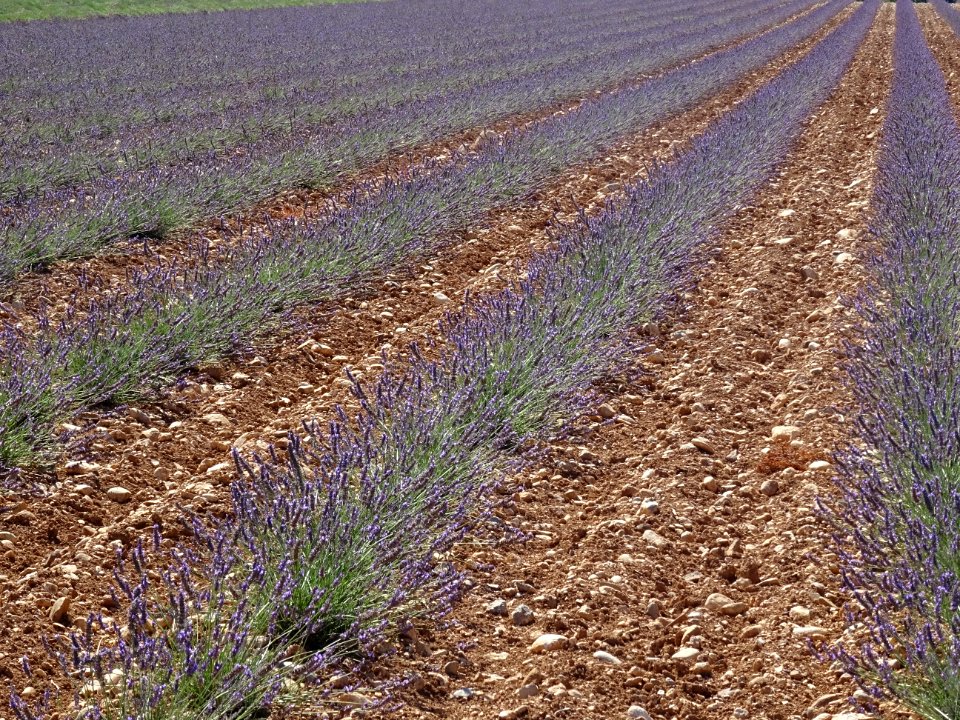 Champ de lavande, Plateau de Valensole, après Moustiers-Sa… 