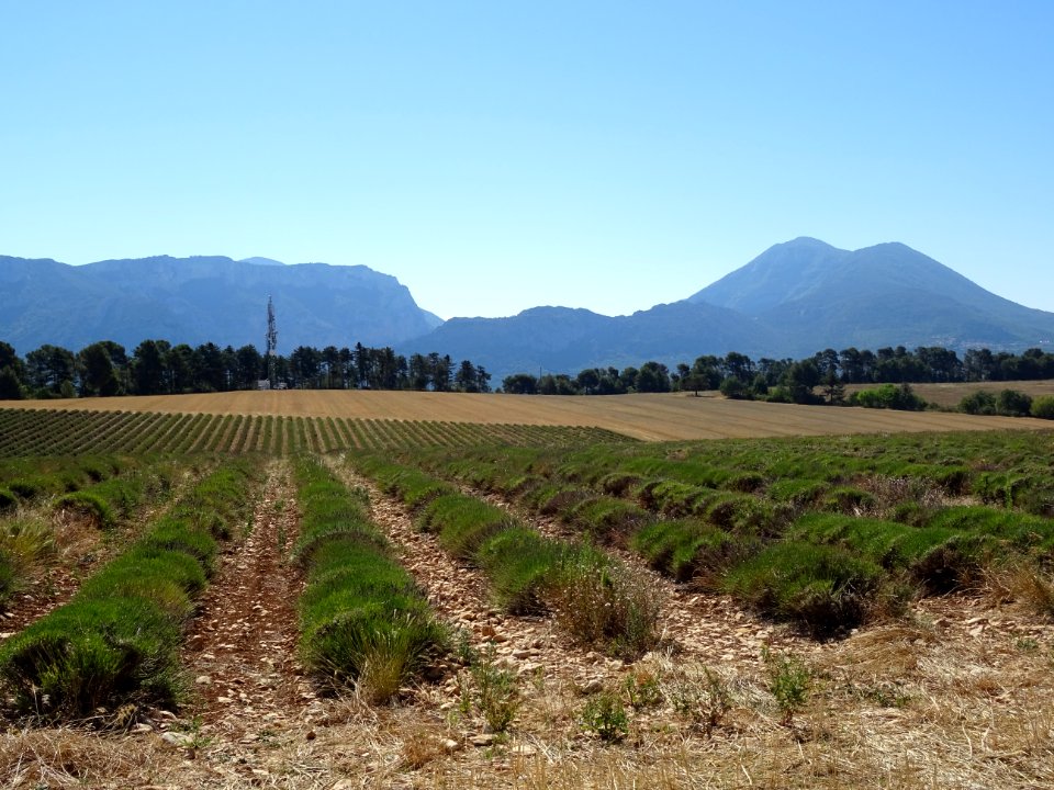 Champ de lavande, Plateau de Valensole, après Moustiers-Sa… 