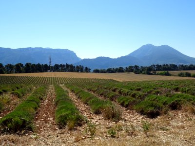 Champ de lavande, Plateau de Valensole, après Moustiers-Sa… 