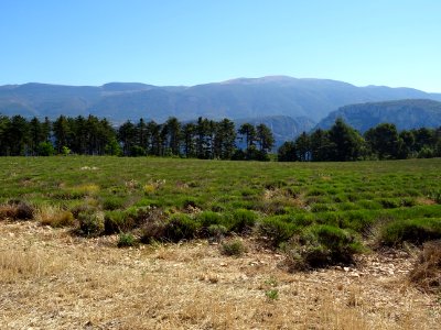 Champ de lavande, Plateau de Valensole, après Moustiers-Sa… 