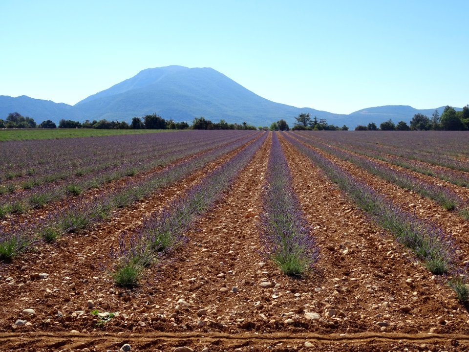 Champ de lavande, Plateau de Valensole, après Moustiers-Sa… 
