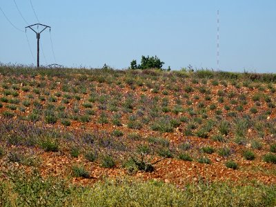 Champ de lavande, Plateau de Valensole, après Moustiers-Sa… 