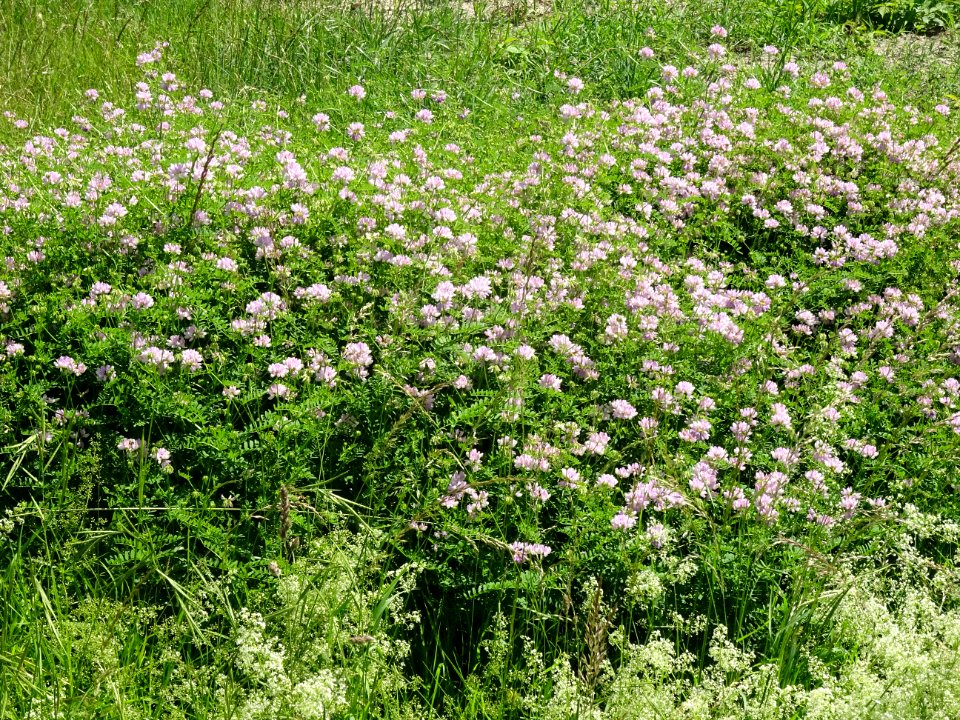 Trèfles à identifier? 