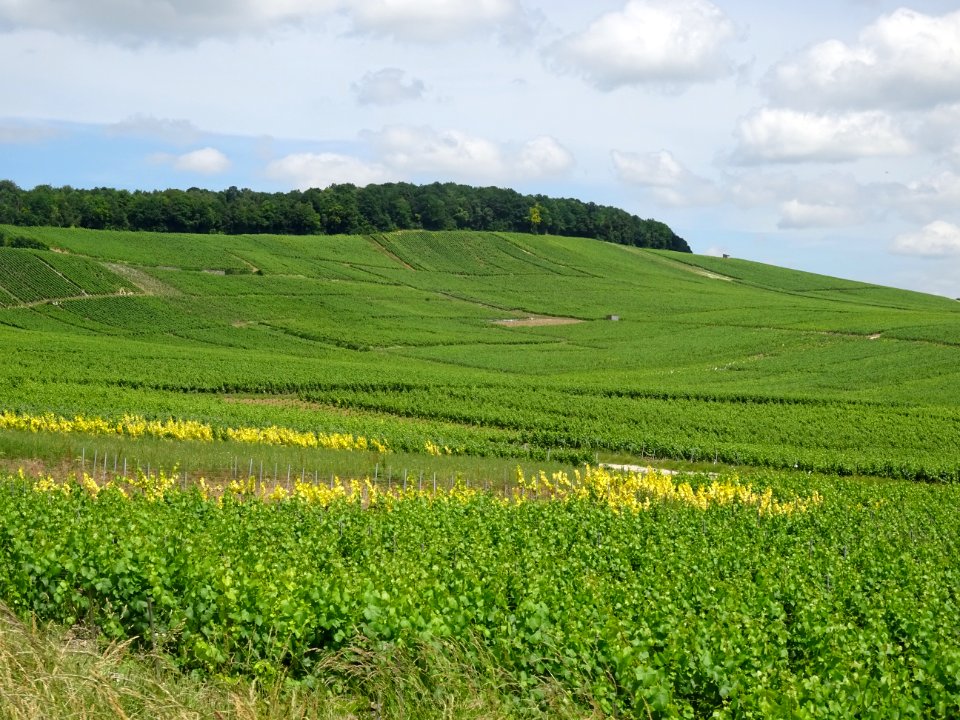 A travers les vignes, montée de Vertus vers le Grand Mont,… 