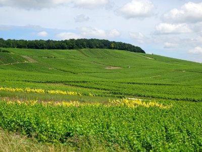 A travers les vignes, montée de Vertus vers le Grand Mont,… 