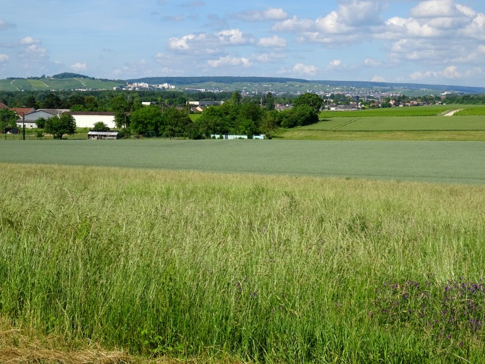 Prairie et champ de blé, avant de rejoindre l'agglomératio… 