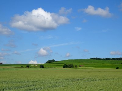 Champ de blé, entre Tauxières, Mutry et Fontaine-sur-Ay, M… 