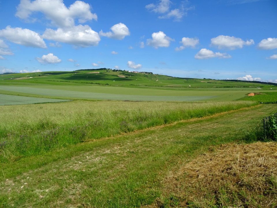 Herbes, prairie, champ de blé et vignes, surmontés par le … 