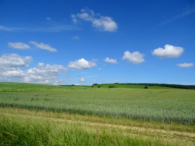 Champ de blé, entre Tauxières, Mutry et Fontaine-sur-Ay, M… 